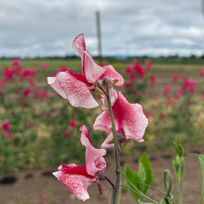 Sweet Pea - Spencer Ripple Mix