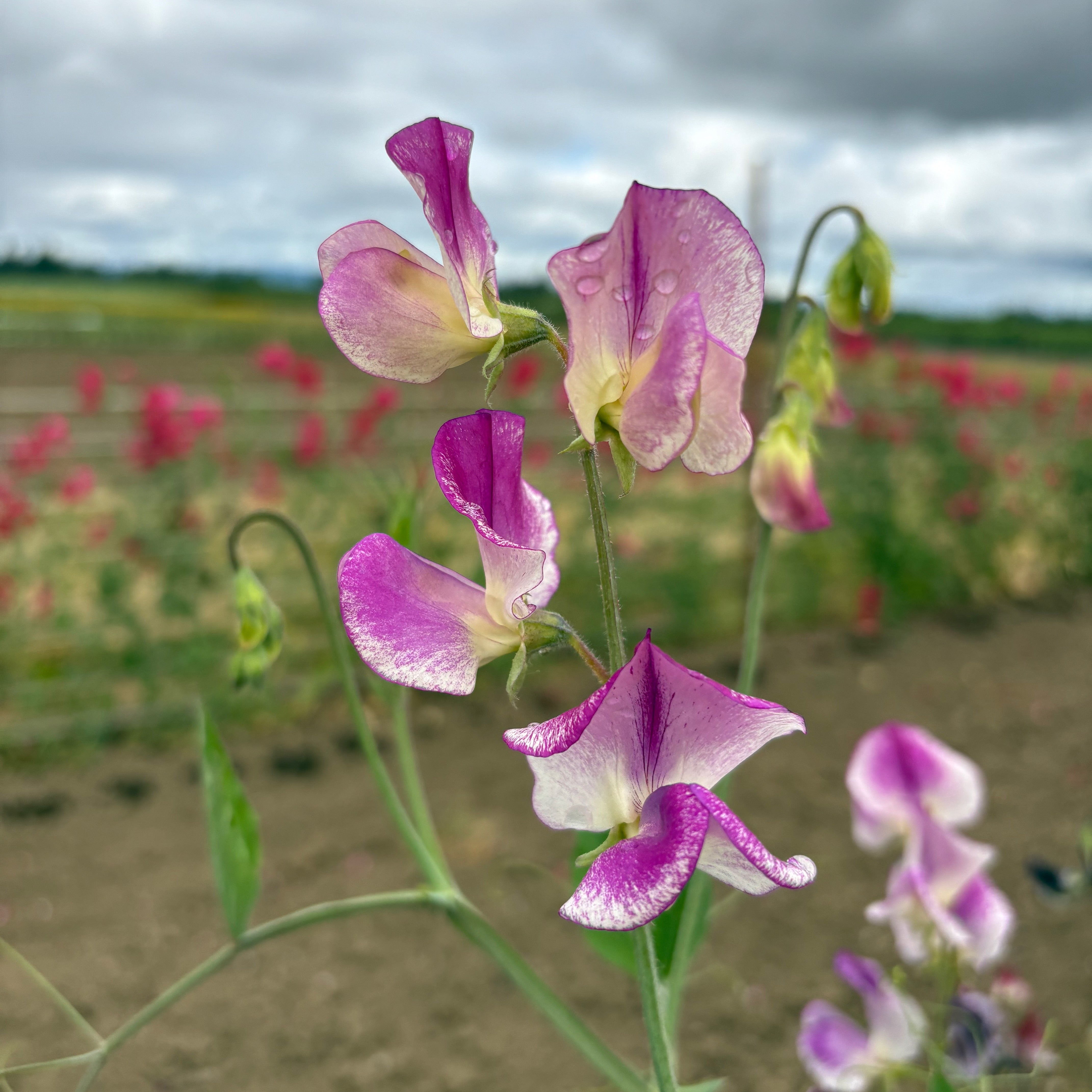 Sweet Pea カラフルロープリード Sweet Pea ⁃ Organic Seed - Spencer Ripple Mix – Summertime Seed Co.