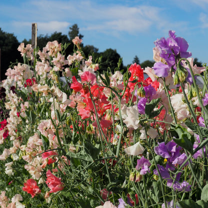 Sweet Pea - Summertime Mix