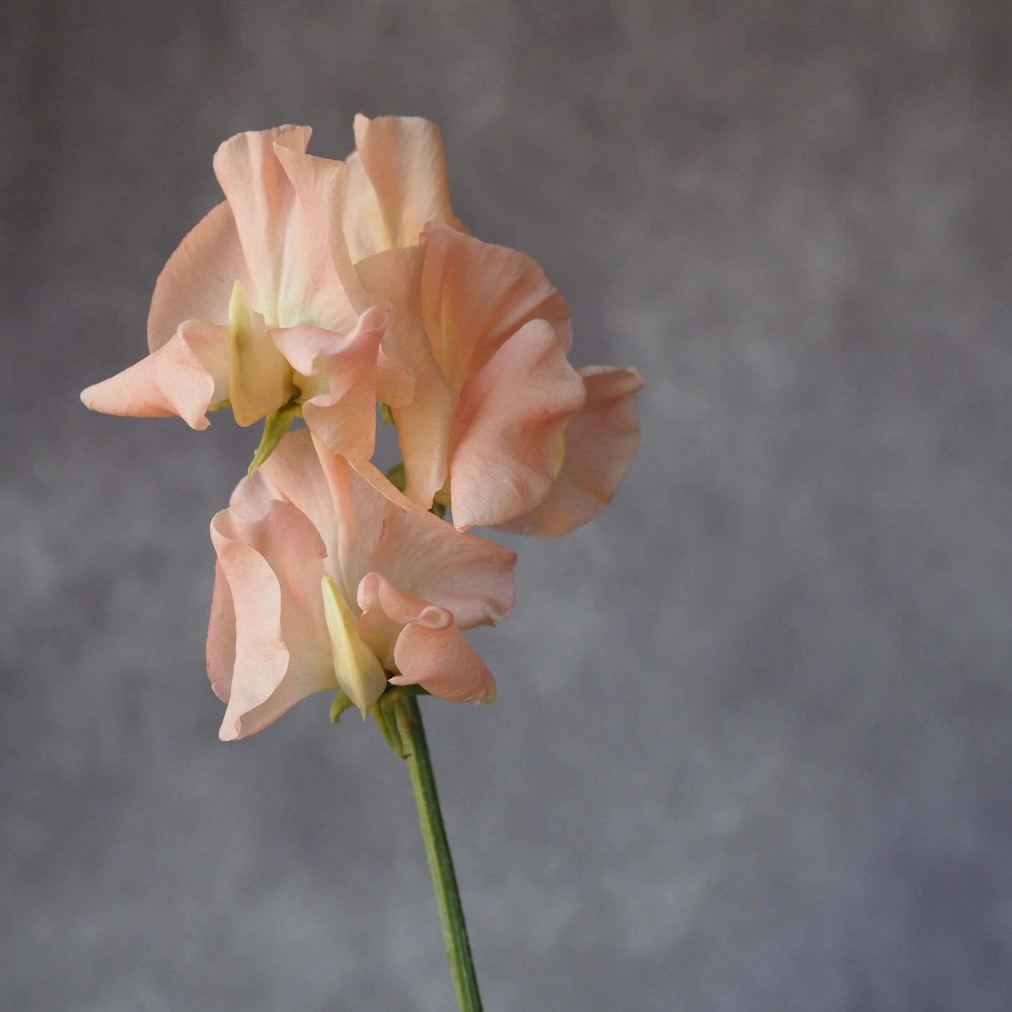 Sweet Pea - Summertime Mix