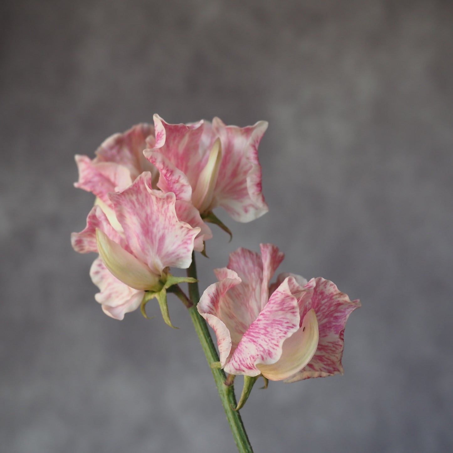 Sweet Pea - Summertime Mix