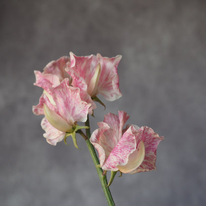 Sweet Pea - Summertime Mix