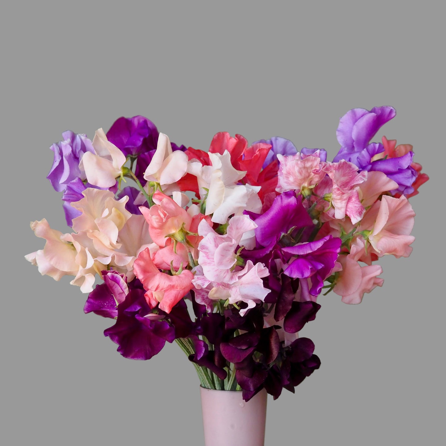 Sweet Pea - Summertime Mix