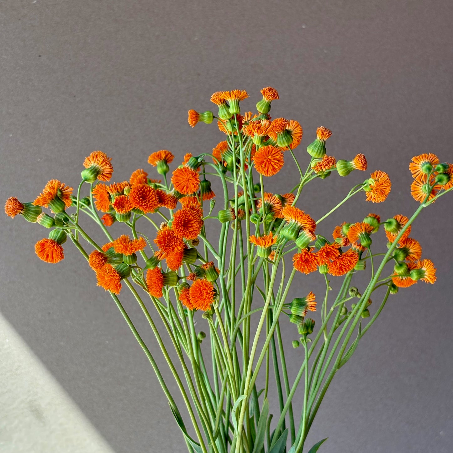 Tassel Flower - Irish Poet