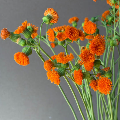 Tassel Flower - Irish Poet