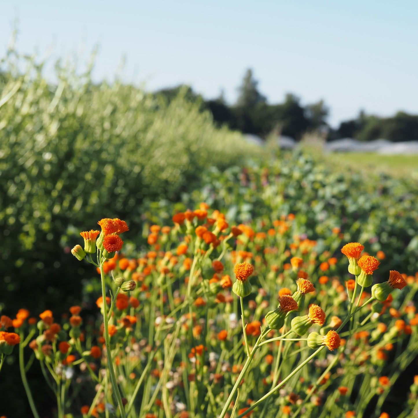 Tassel Flower - Irish Poet