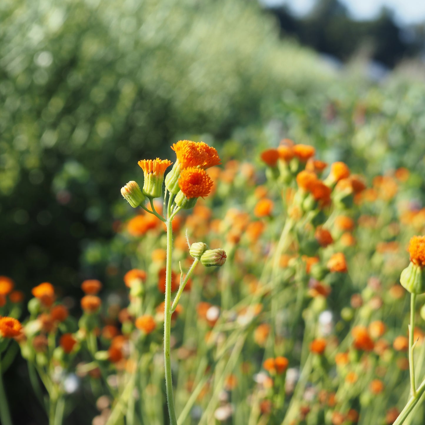 Tassel Flower - Irish Poet