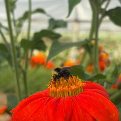 Tithonia ⁃ Organic Seed - Goldfinger