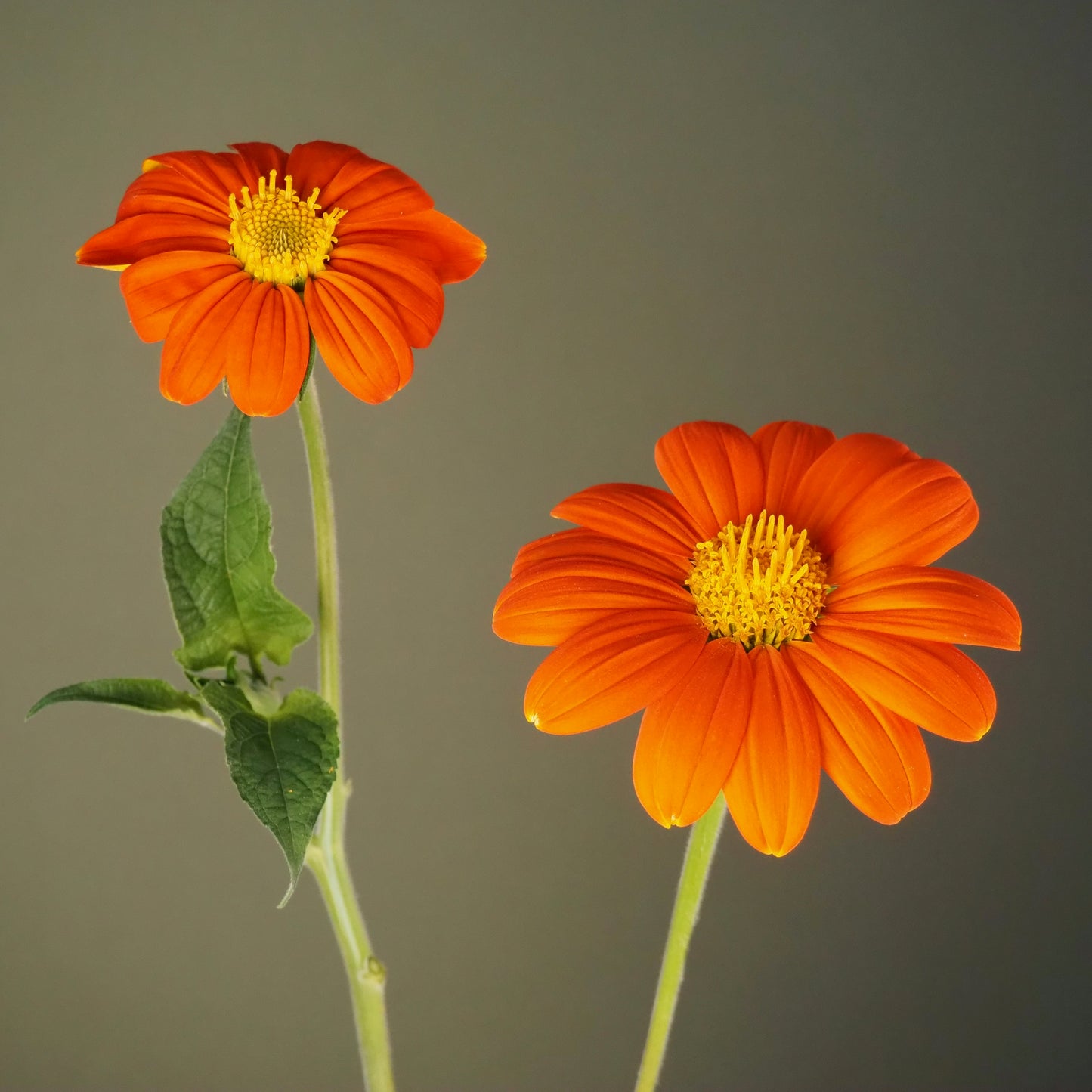 Tithonia ⁃ Organic Seed - Goldfinger