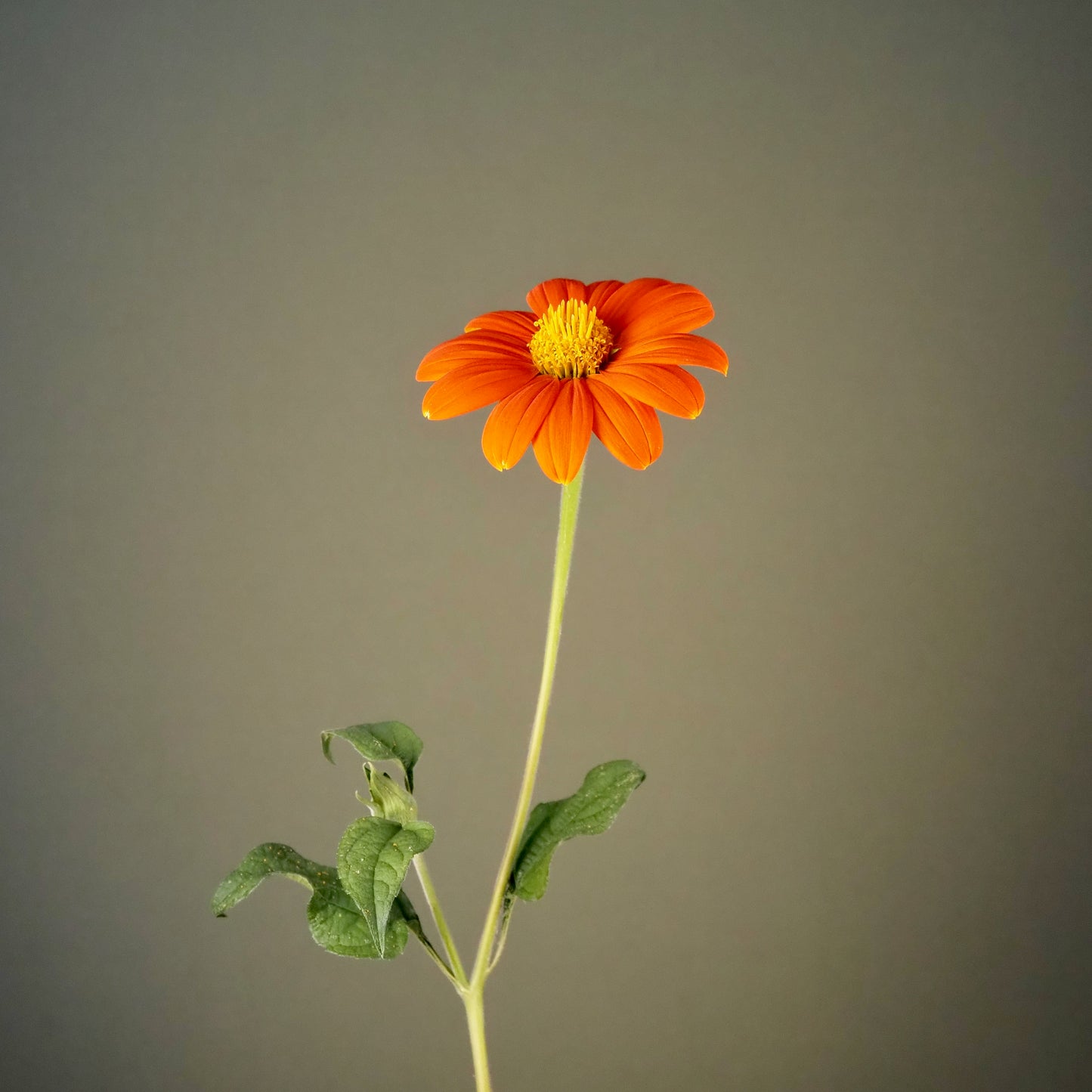 Tithonia ⁃ Organic Seed - Goldfinger