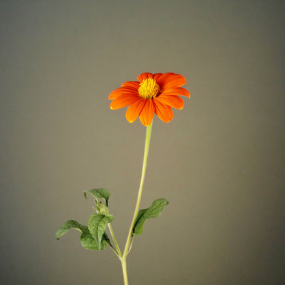 Tithonia ⁃ Organic Seed - Goldfinger