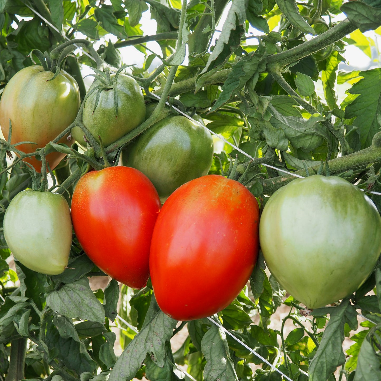 Tomato  - Amish Paste