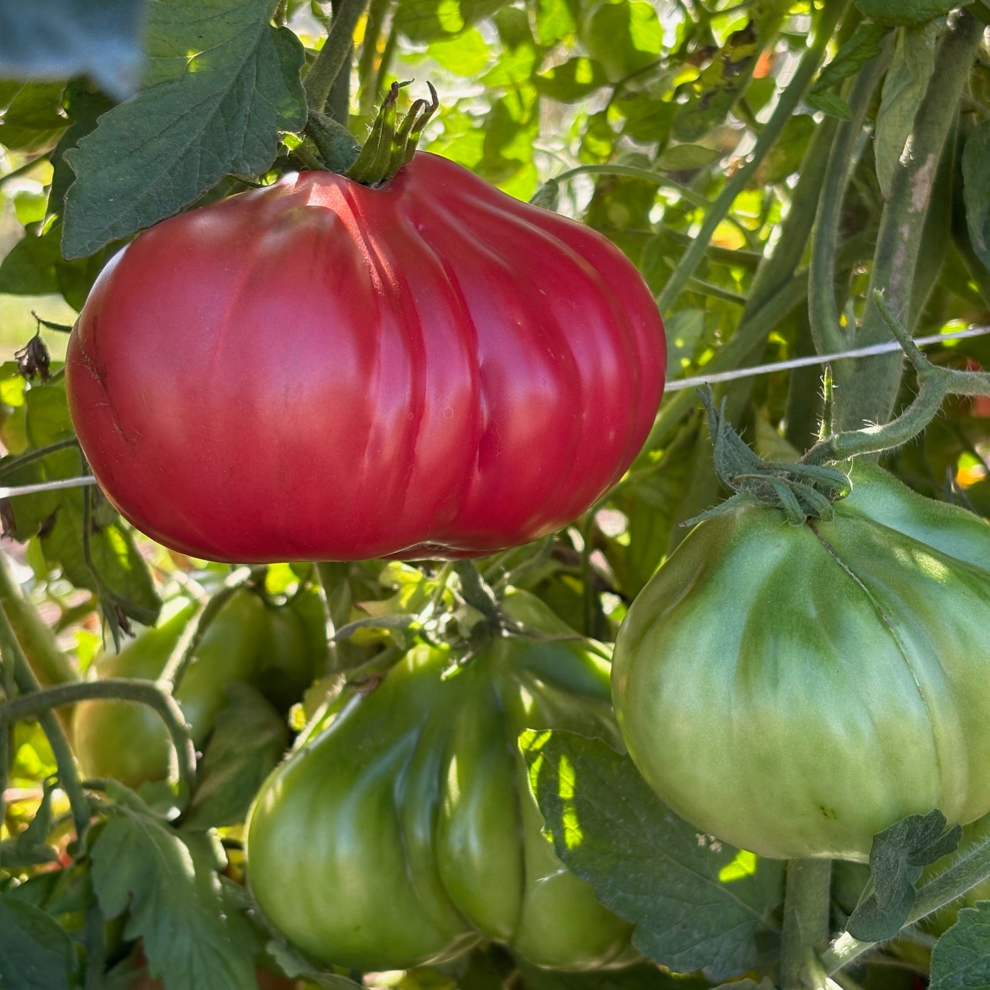 Tomato ⁃ Organic Seed - Astiana