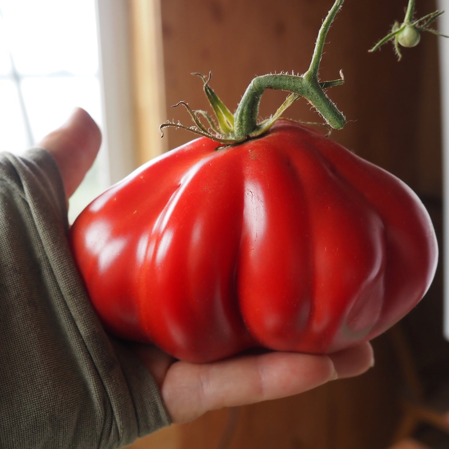 Tomato ⁃ Organic Seed - Astiana