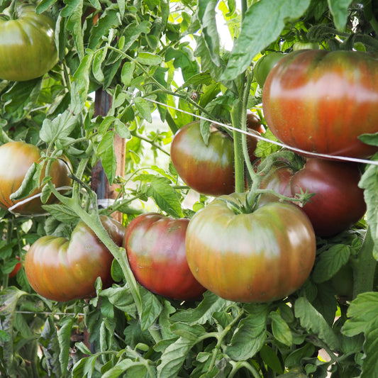 Tomato  - Black Krim