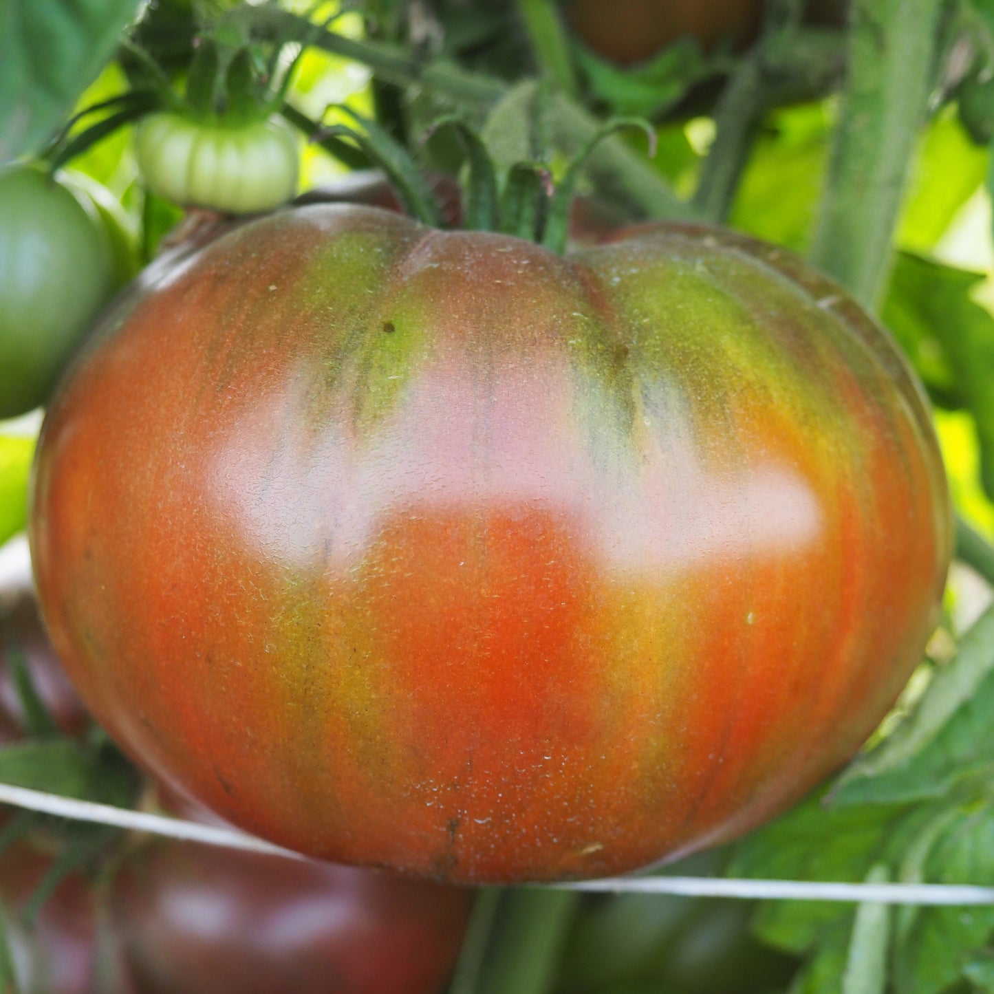 Tomato ⁃ Organic Seed - Black Krim
