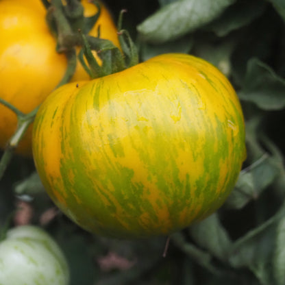 Tomato ⁃ Organic Seed - Green Zebra