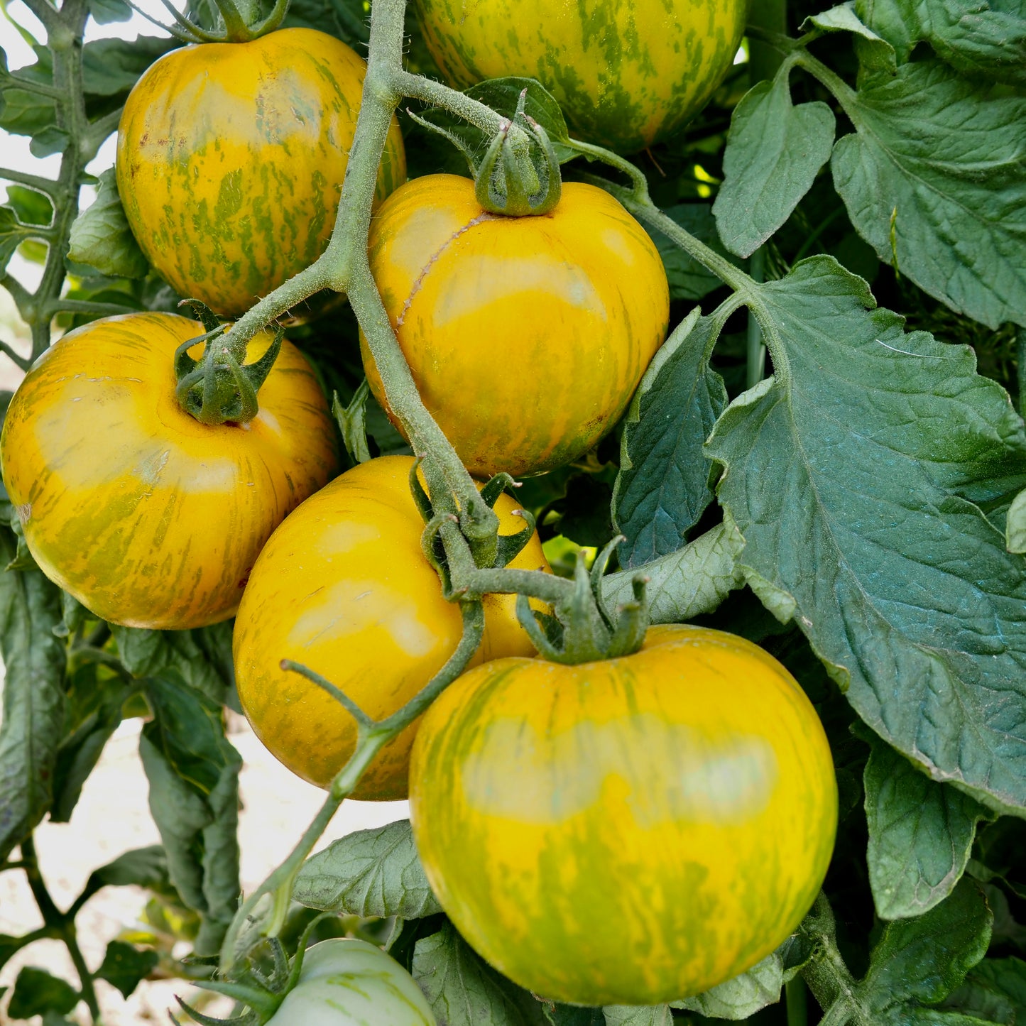 Tomato ⁃ Organic Seed - Green Zebra