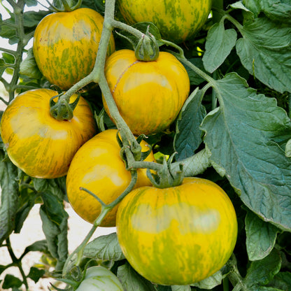 Tomato ⁃ Organic Seed - Green Zebra