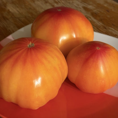 Tomato  - Mr.Stripey