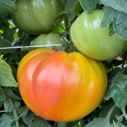 Tomato  - Mr.Stripey