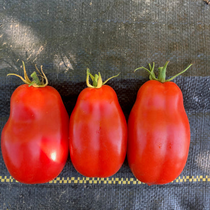 Tomato  -Roma VF