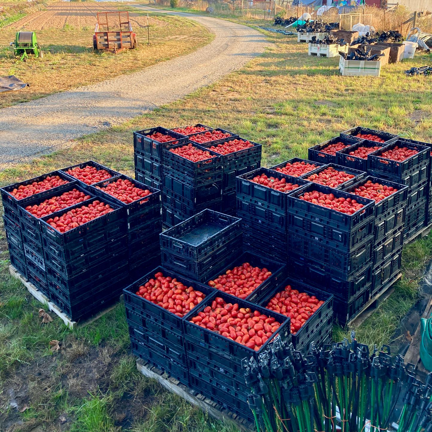 Tomato ⁃ Organic Seed - Roma VF