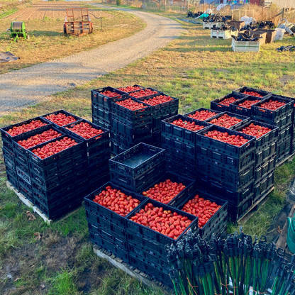 Tomato ⁃ Organic Seed - Roma VF