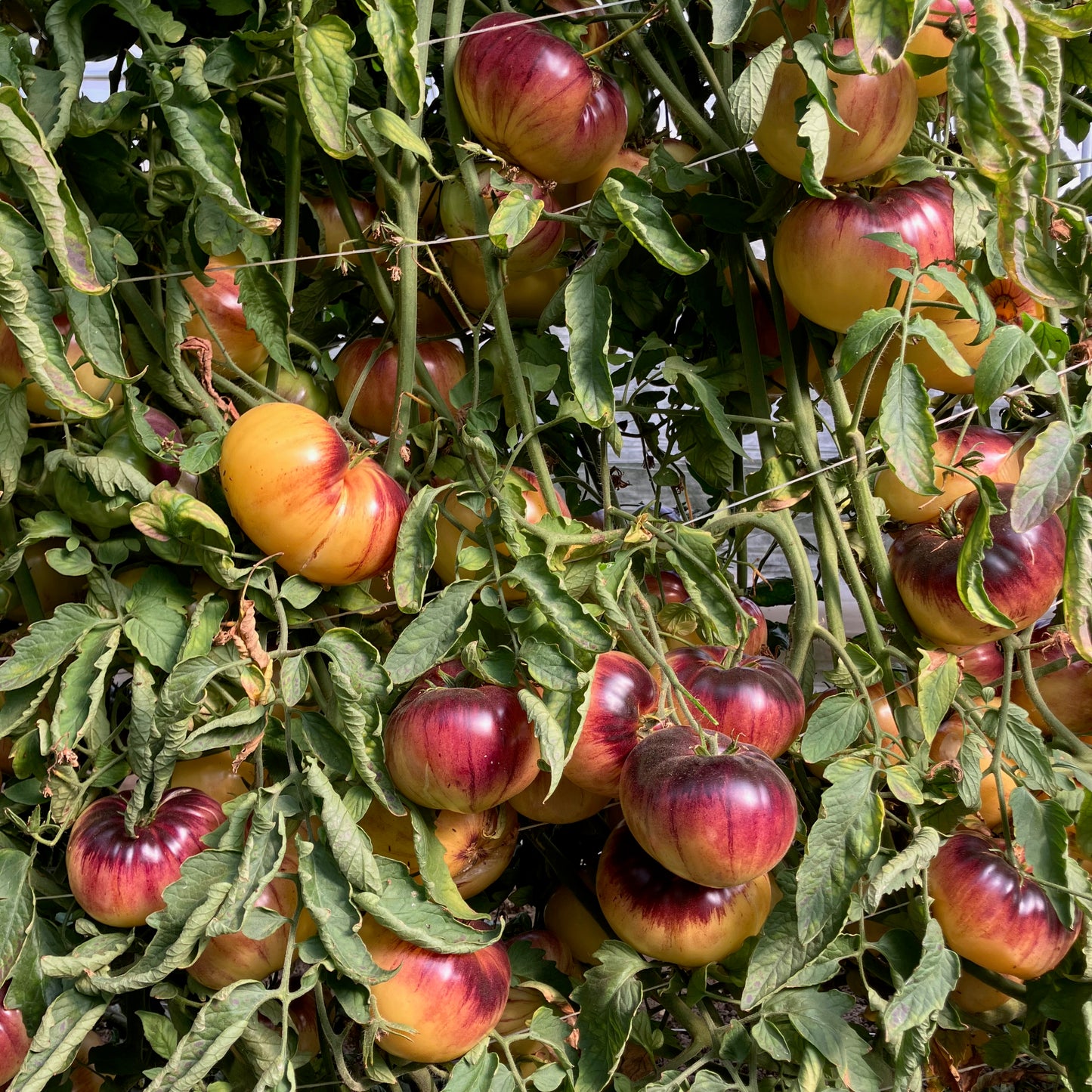 Tomato ⁃ Organic Seed - Sart Roloise