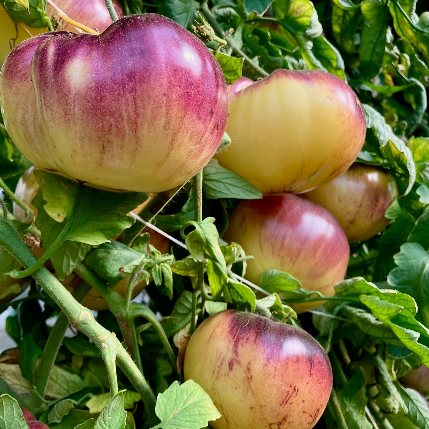 Tomato ⁃ Organic Seed - Sart Roloise