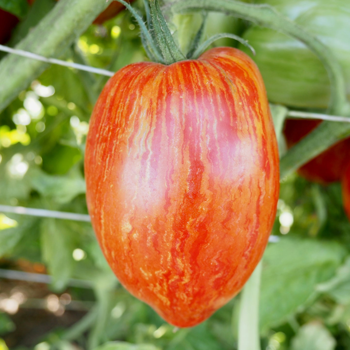Tomato ⁃ Organic Seed - Speckled Roman