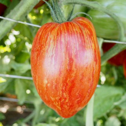 Tomato ⁃ Organic Seed - Speckled Roman