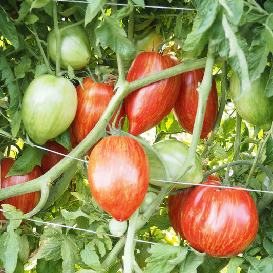 Tomato  - Speckled Roman