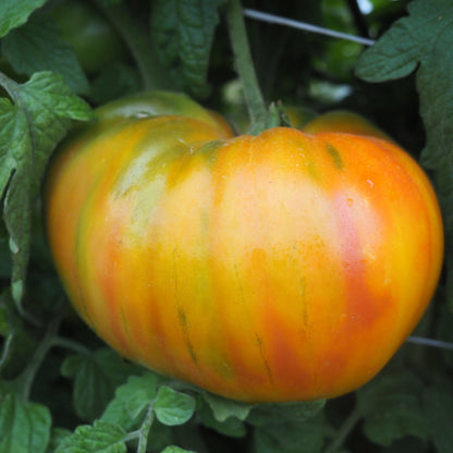 Tomato ⁃ Organic Seed - Striped German