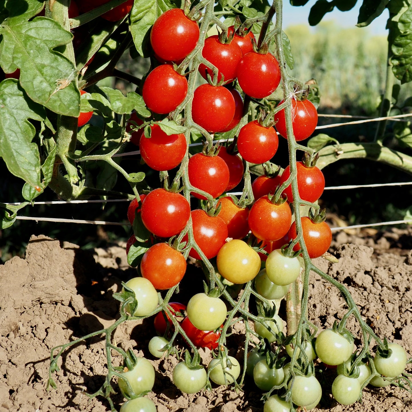 Tomato ⁃ Organic Seed - Sweet Aperitif