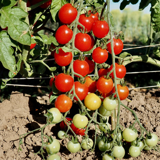 Tomato  - Sweet Aperitif