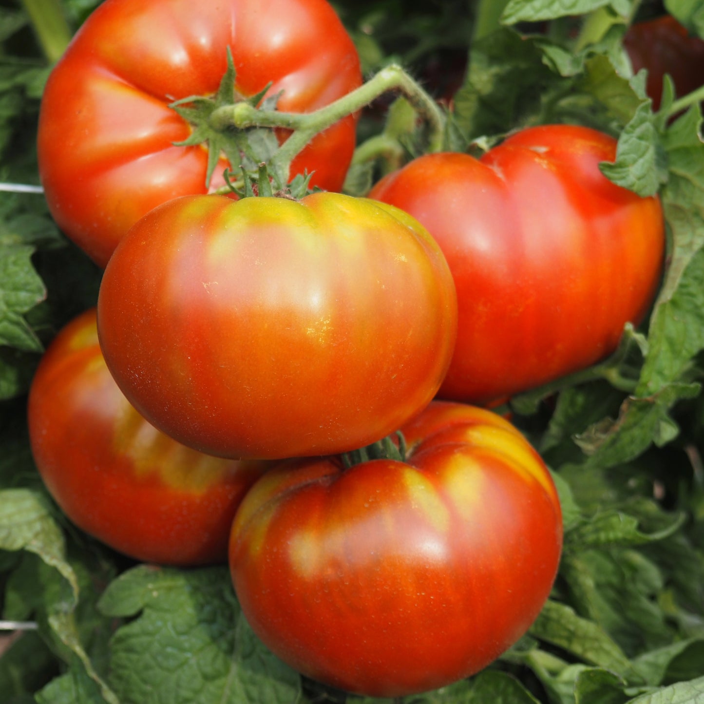 Tomato  - Tasmanian Chocolate