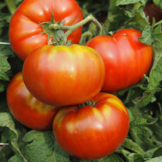Tomato  - Tasmanian Chocolate