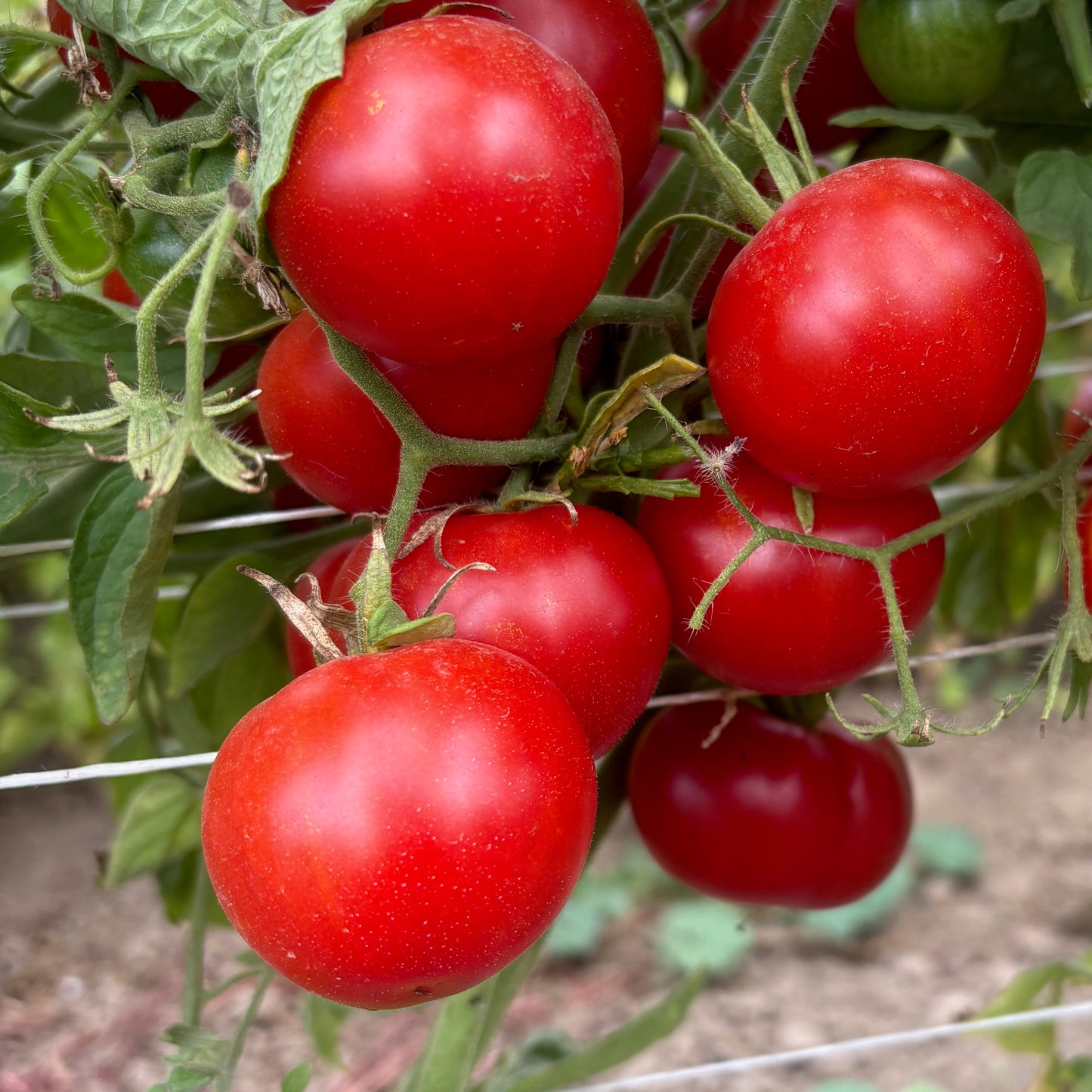 Tomato ⁃ Organic Seed - Wild Swede
