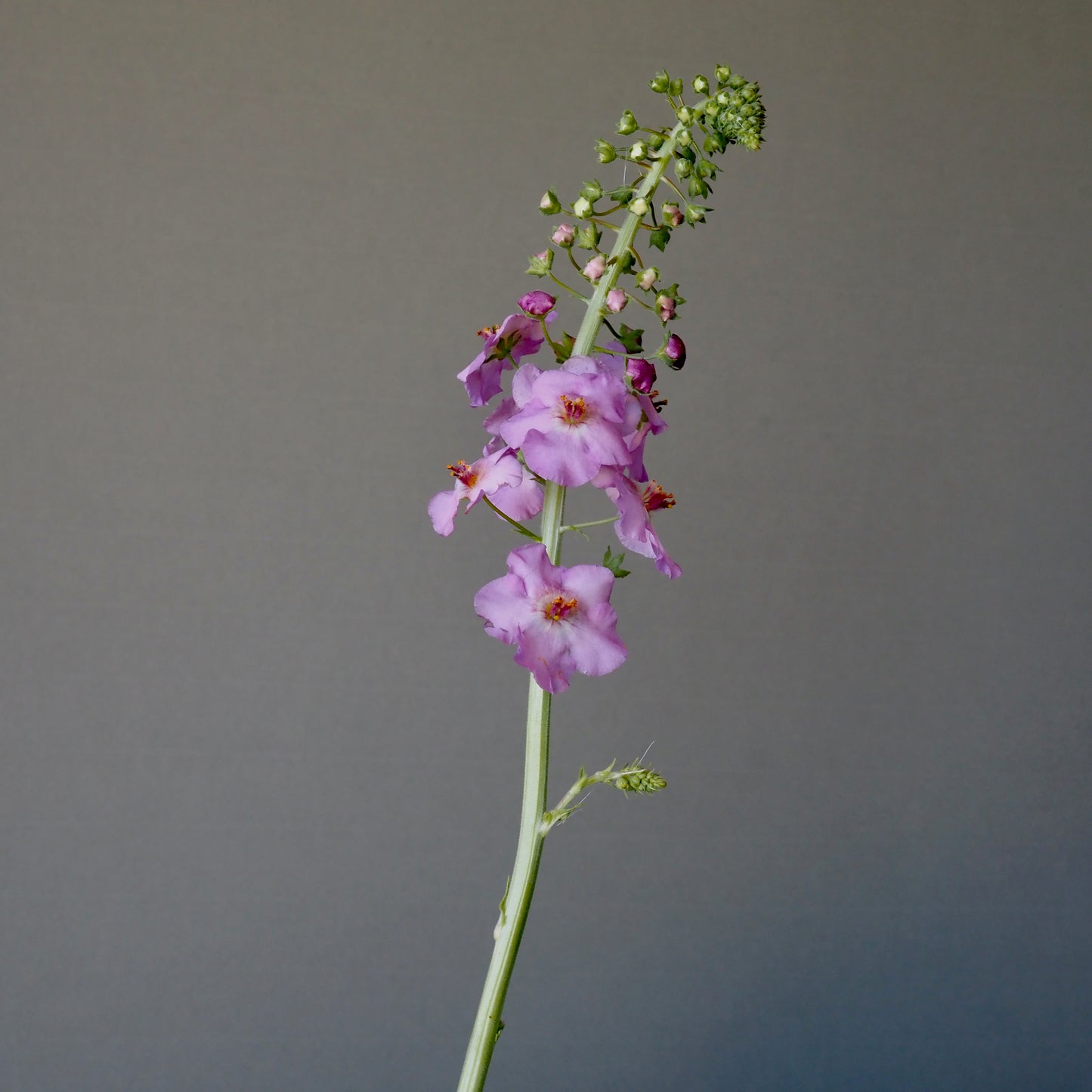 Verbascum ⁃ Organic Seed - Antique Rose