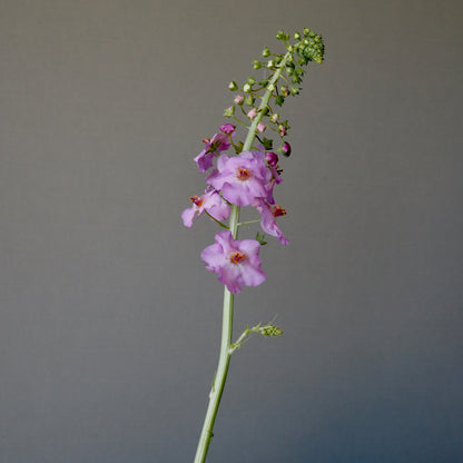 Verbascum ⁃ Organic Seed - Antique Rose