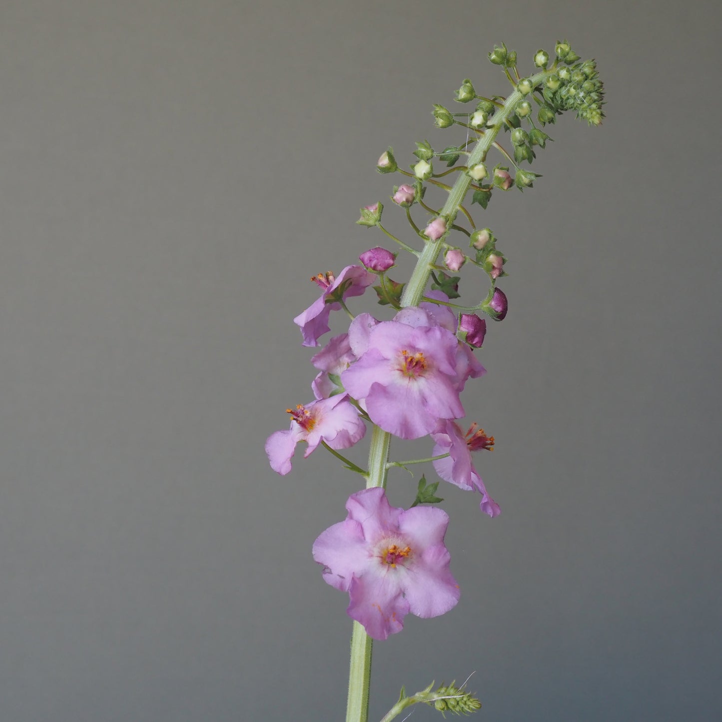 Verbascum ⁃ Organic Seed - Antique Rose