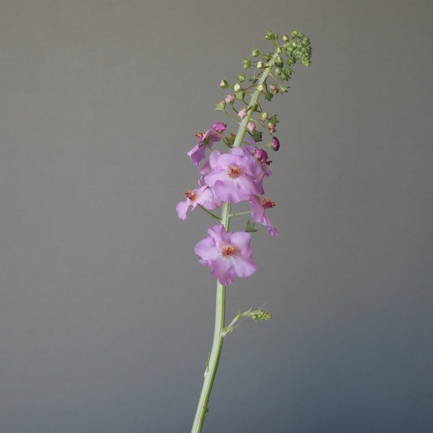 Verbascum ⁃ Organic Seed - Antique Rose