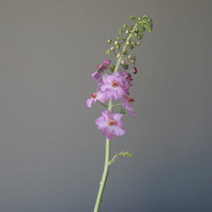 Verbascum ⁃ Organic Seed - Antique Rose
