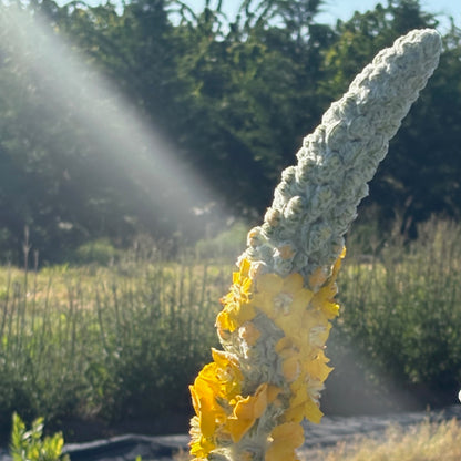 Verbascum - Silver Lining