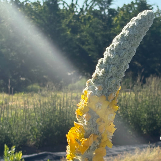 Verbascum - Silver Lining