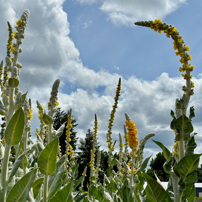 Verbascum - Silver Lining