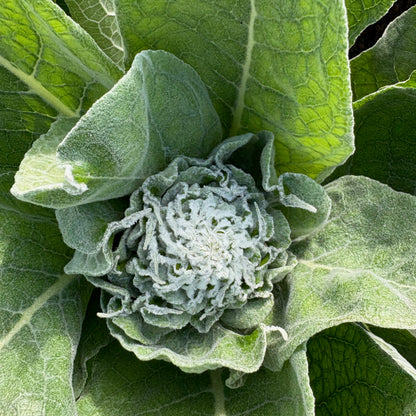 Verbascum - Silver Lining
