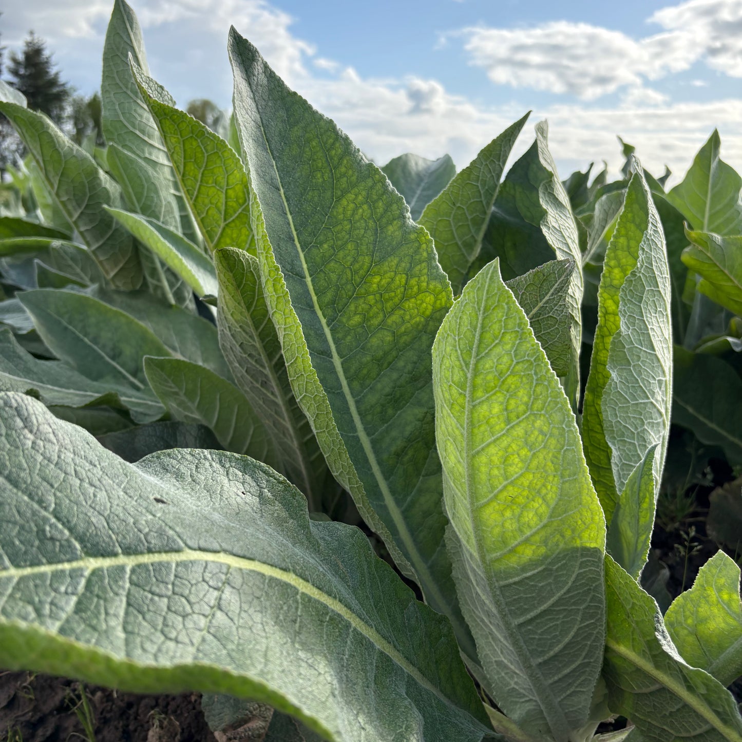 Verbascum - Silver Lining
