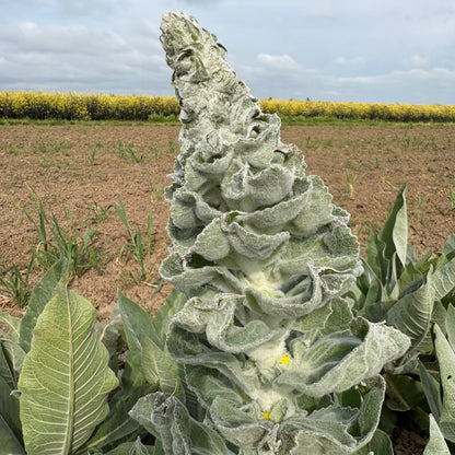Verbascum - Silver Lining